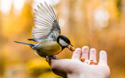 DIY: Bird Feeder Wreath